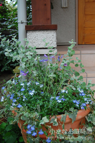 ブルーの寄せ植え 小さなお庭時間