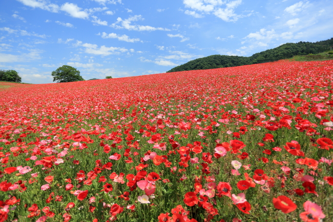 天空のお花畑_f0151200_2031237.jpg