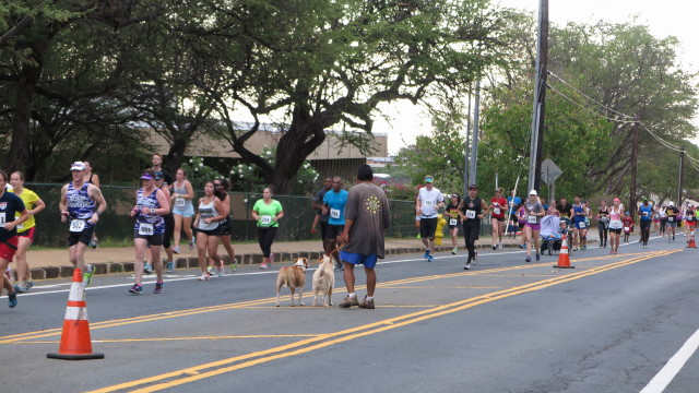 Hibiscus Half Marathon_f0293800_741115.jpg