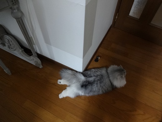 色々。。。_c0178104_08324314.jpg