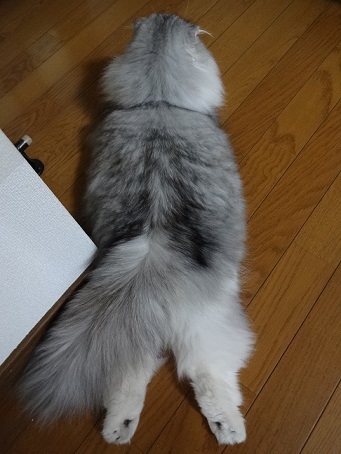 色々。。。_c0178104_08331390.jpg