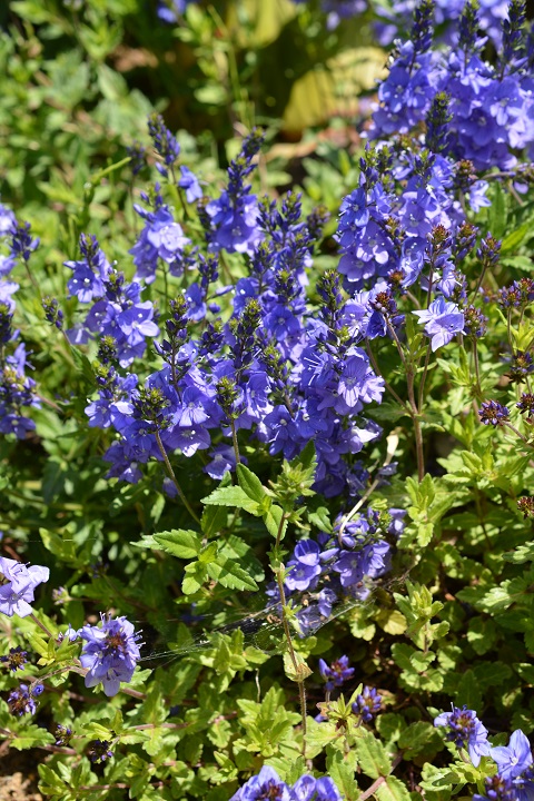 花苗 ベロニカ イングリッシュガーデン 花終わり Prostrata Veronica 苗 1鉢 ミセスホルト 多年草 3 3 5号 花 Mrs 夏 Holt