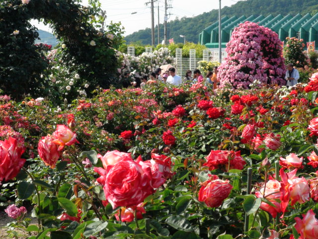 2015年よしうみバラ公園祭りNO２…2015/5/24_f0231709_91232100.jpg