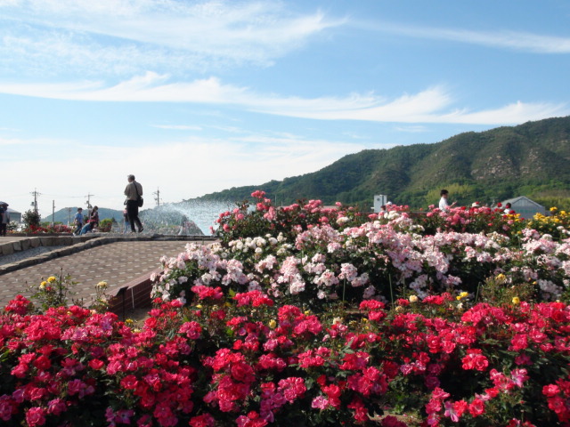 2015年よしうみバラ公園祭りNO２…2015/5/24_f0231709_91292.jpg