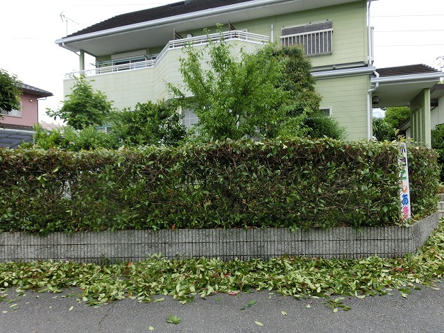 「電動バリカン」で行った我が家の生垣の剪定_f0141310_7125687.jpg