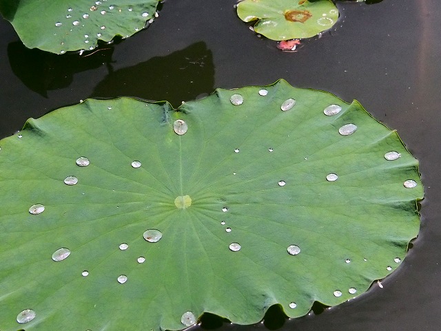 a0087818_1626185.jpg