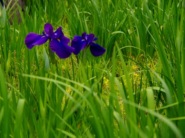 a0087818_16331631.jpg