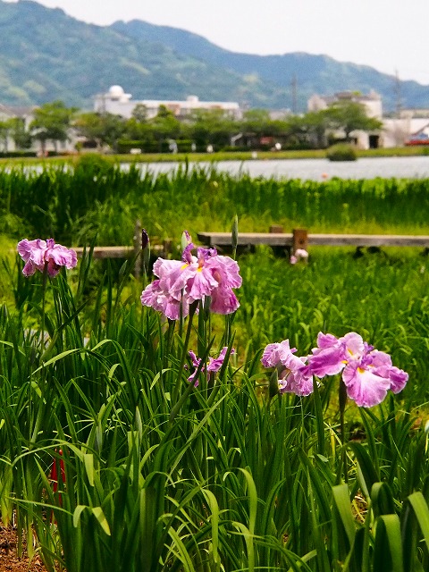 a0087818_16333426.jpg