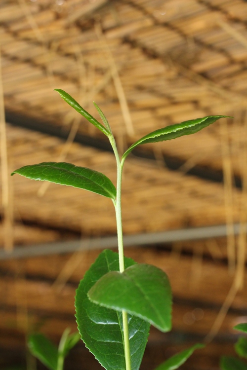 西尾茶満喫_b0220318_12184622.jpg