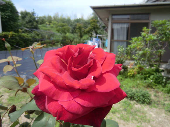 b0163121_22353940.jpg