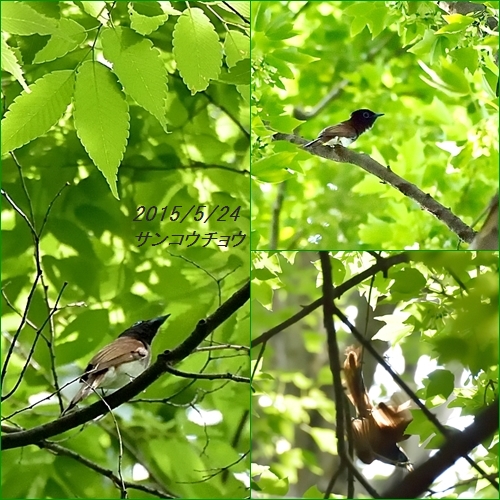 夏鳥　サンコウチョウ　都市公園に途中下車　2015/5/24  in Tokyo_d0129921_2250837.jpg