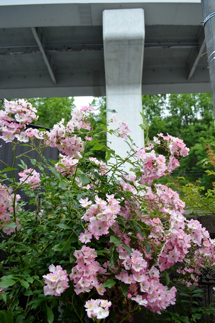 d0096422_95276.jpg