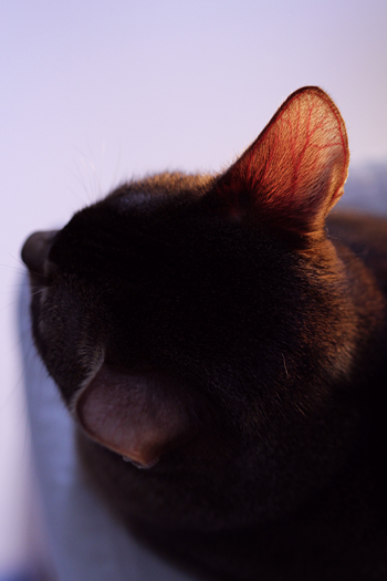 e0090124_0201026.jpg
