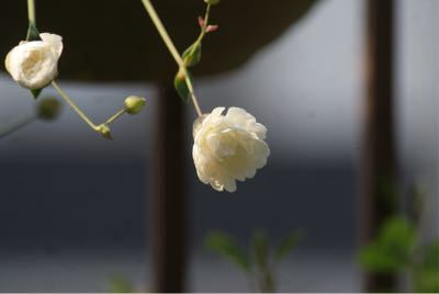 野菜苗植えました♪_f0170524_7323839.jpg