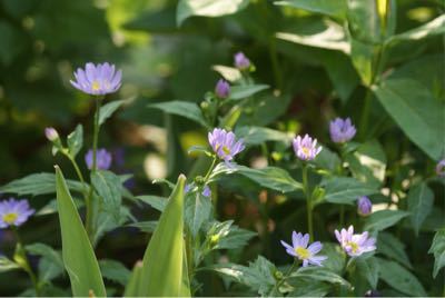 野菜苗植えました♪_f0170524_7324225.jpg