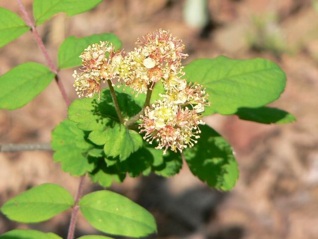 南京七竈 ナンキンナナカマド 花の仲間調べ