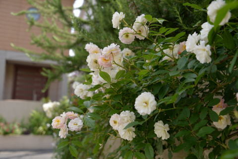 e0335926_13352768.jpg