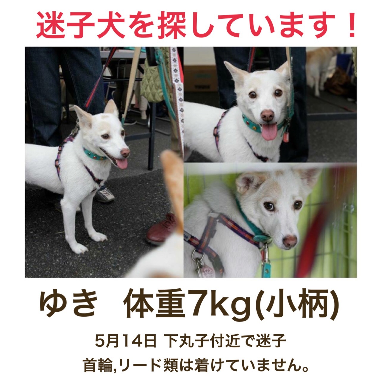 三鷹の迷子犬_a0322733_23335479.jpeg