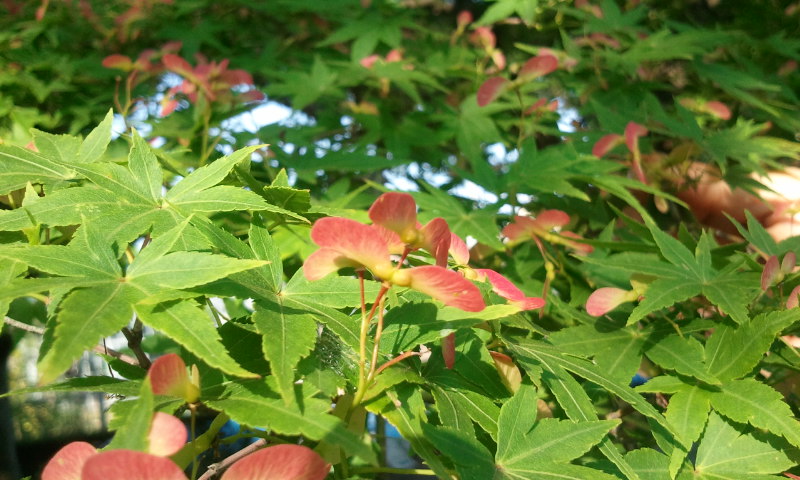 c0195134_2245422.jpg