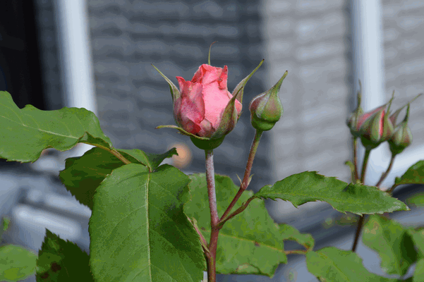 c0136736_16274727.gif