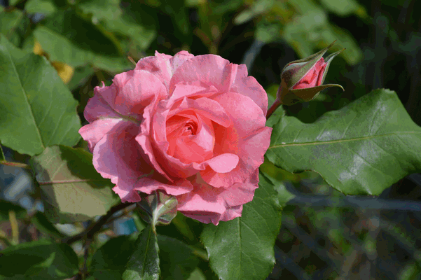 c0136736_1628058.gif