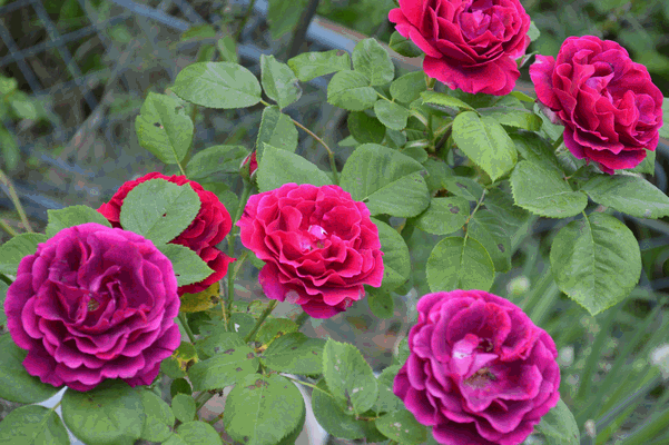 c0136736_16322337.gif