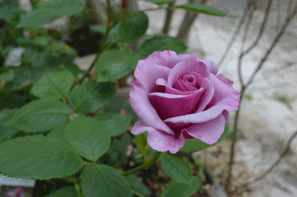 c0136736_16332924.gif