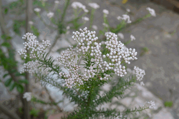 c0136736_16472275.gif