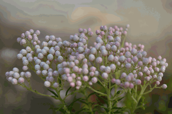 c0136736_16473080.gif