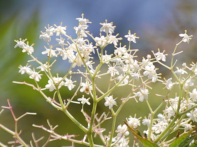紅葉葉西洋接骨木 モミジバセイヨウニワトコ 今日の花