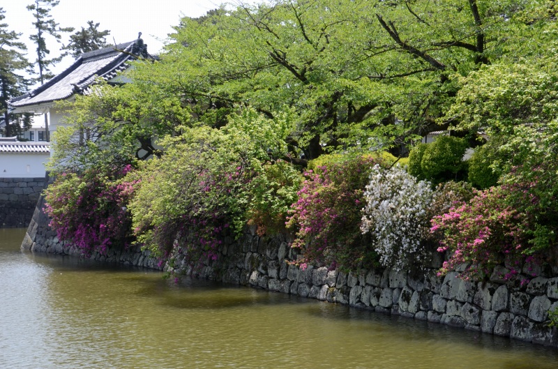 小田原城址のツツジ_c0220040_2271939.jpg