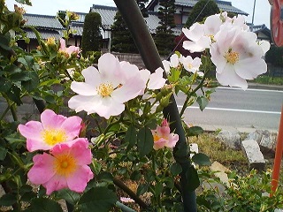 a0272241_14352077.jpg