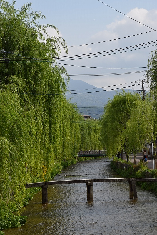 柳が生い茂る『白川』の流れ20150429_e0237645_1023136.jpg