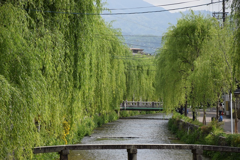 柳が生い茂る『白川』の流れ20150429_e0237645_1024294.jpg