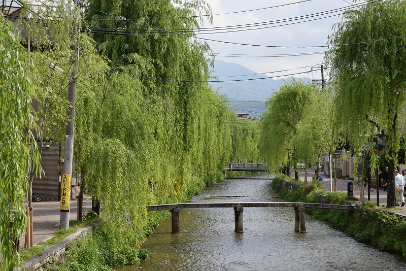 柳が生い茂る『白川』の流れ20150429_e0237645_9582024.jpg