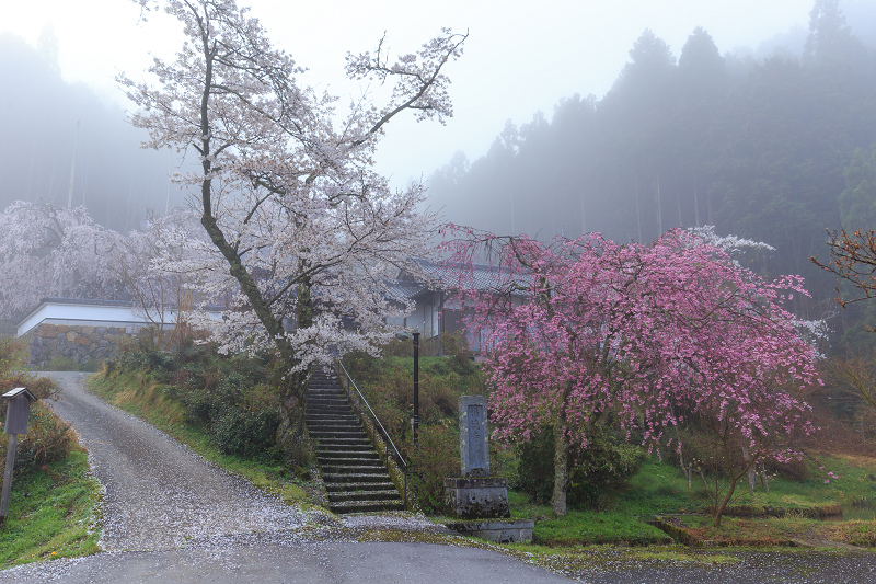 霧の中の桜たち（京北・福徳寺）_f0155048_12232955.jpg