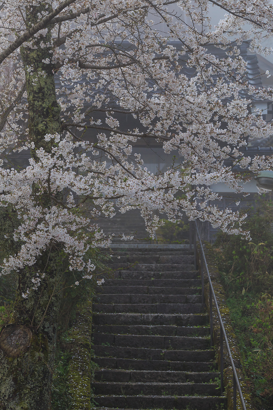 霧の中の桜たち（京北・福徳寺）_f0155048_12243234.jpg