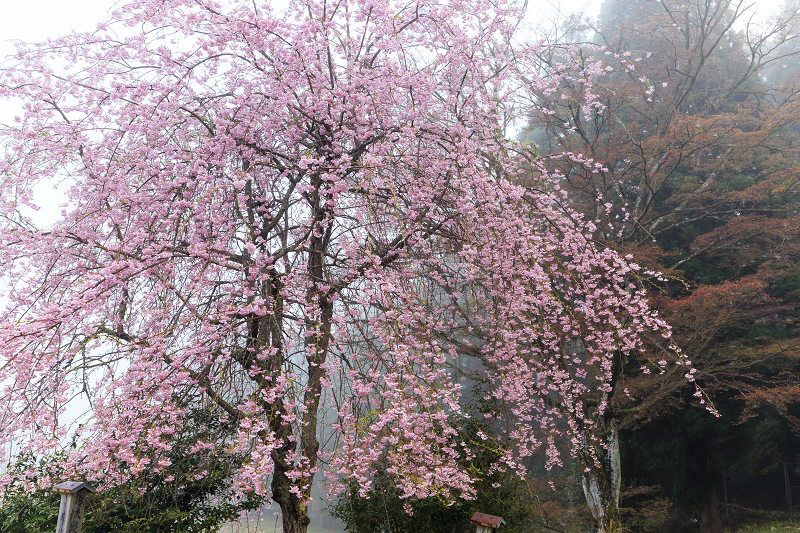 霧の中の桜たち（京北・福徳寺）_f0155048_1225665.jpg