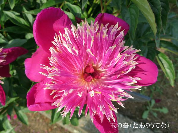 【大船フラワーセンターと五右衛門】_b0009849_1628468.jpg