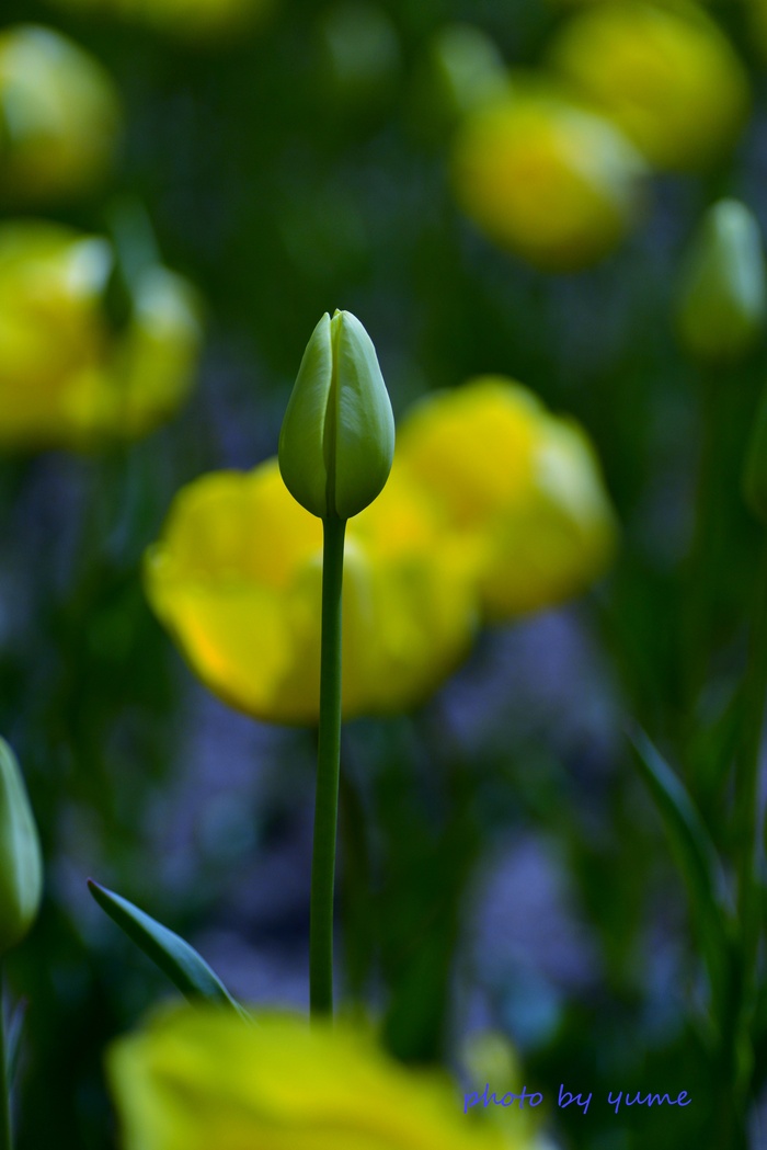Tulip 1_a0322950_2243034.jpg