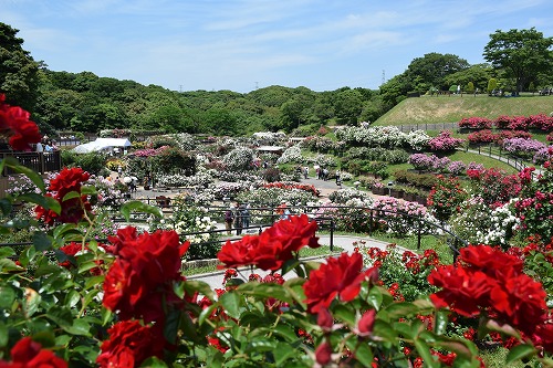 f0343750_850847.jpg