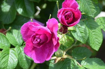 f0343750_9381750.jpg