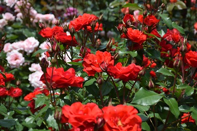 f0343750_9401682.jpg
