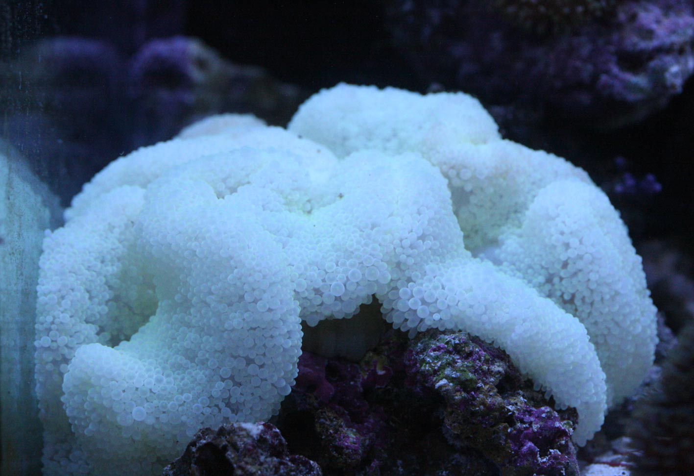 沖縄県産ハタゴイソギンチャクノーマルタイプXLサイズ