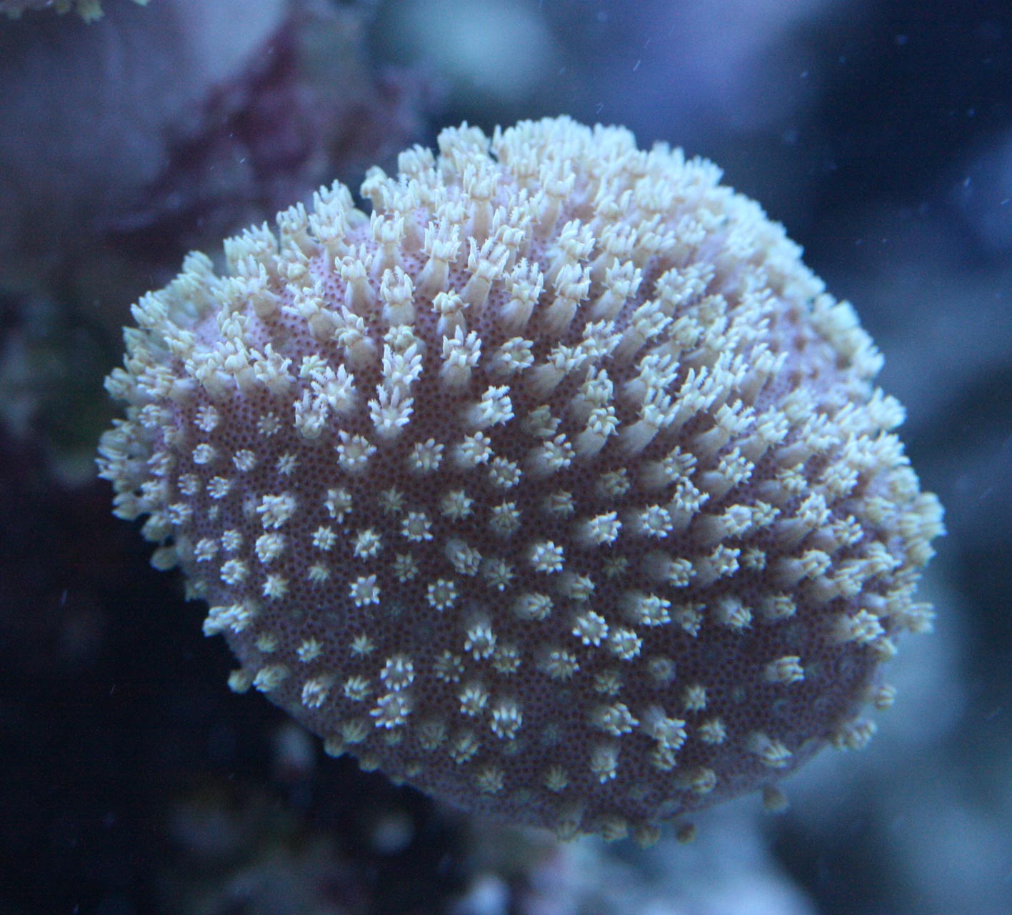 沖縄県産ハタゴイソギンチャクノーマルタイプXLサイズ