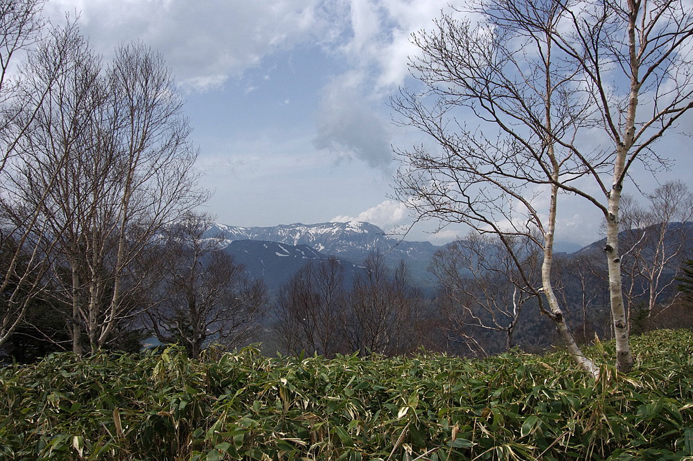 ２０１５．５．２２　群馬県・八間山　シラネアオイ　　　２０１５．５．２５ （記）_a0181059_1729359.jpg