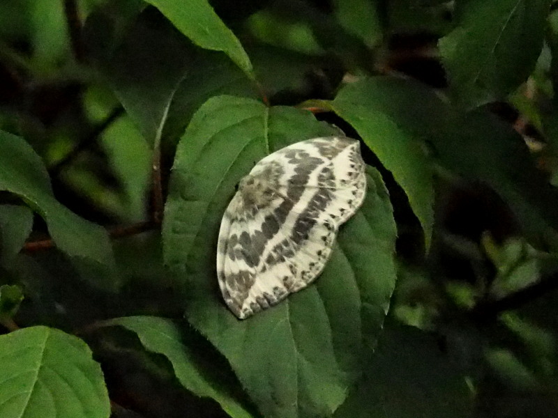 県民の森 鳥達は不在だった。　　　　　_f0208666_17521972.jpg