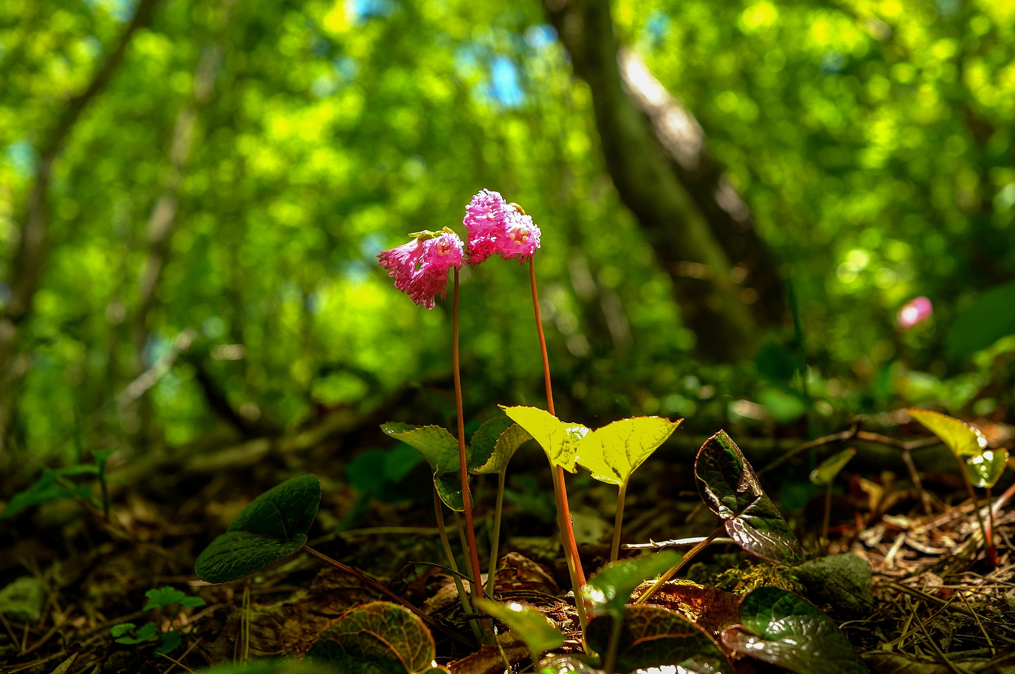 毛無山の花々_e0015567_2029562.jpg