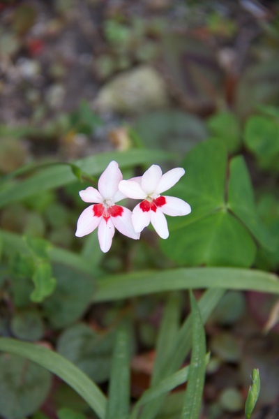 庭の花と手作りクッション_b0286869_15323948.jpg