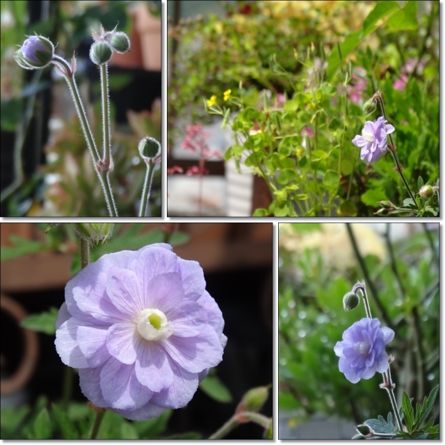 サマースカイズ開花♡ : 静かに過ごす部屋 サマースカイズ開花♡ : 静かに過ごす部屋